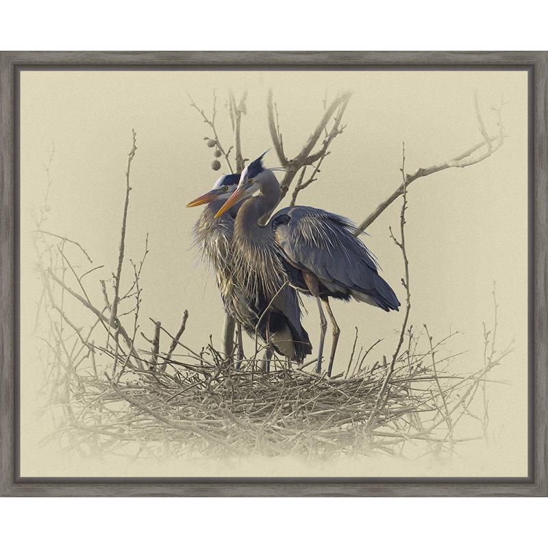 Charlton Home® 'Great Blue Herons' Framed Photographic Print Wayfair